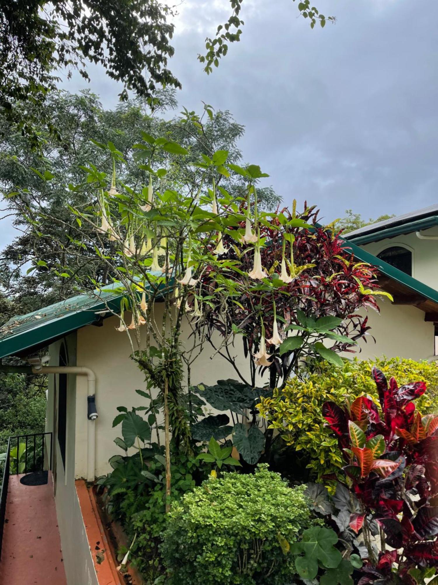 Mango Tree Villas Coronado Exterior photo